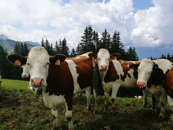 Cows on field against cloudy sky