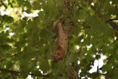 Low angle view of butterfly on tree