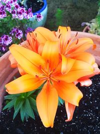 Close-up of orange flower