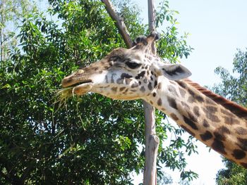 Low angle view of giraffe against trees