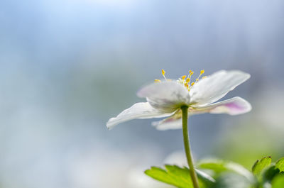 Close-up of white flowering plant