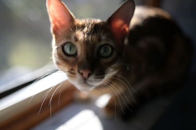 Bengal cat in window light