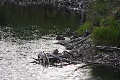 View of birds in lake