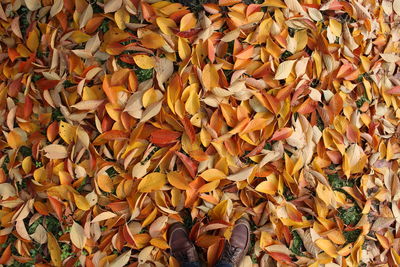 High angle view of person standing on dry leaves