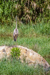 Bird perching on a field