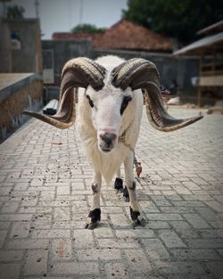 Portrait of goat