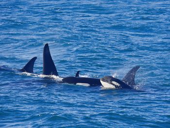 View of orcas swimming in sea