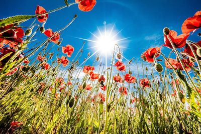 Low angle view of flowering plants against sky