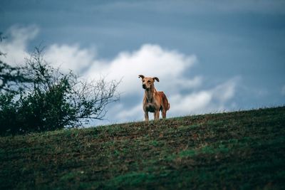 Horse standing in a field