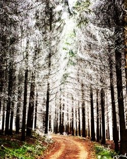 Road amidst trees in forest against sky