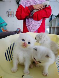 Portrait of white cat on bed at home