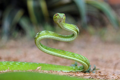 Close-up of snake