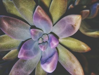 Close-up of succulent plant