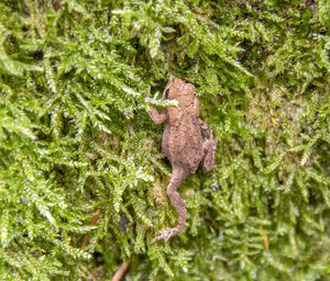 View of a lizard on tree