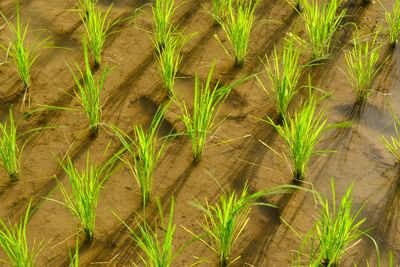 High angle view of corn field