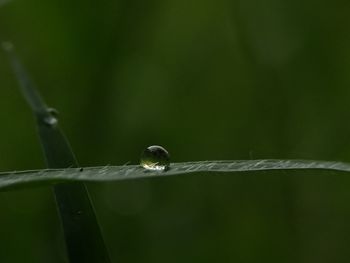 Close-up of dew on blade of grass