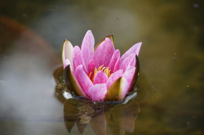 Close-up of pink water lily in lake
