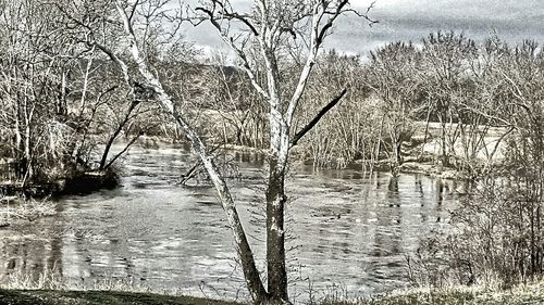 Reflection of trees in water