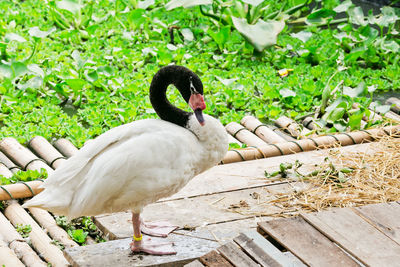 Swan in lake