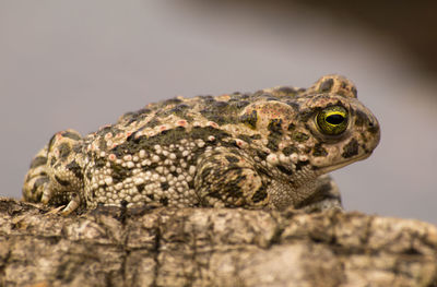 Close-up of a turtle looking away