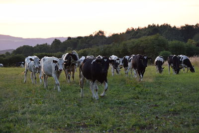 Cows grazing on field against clear sky