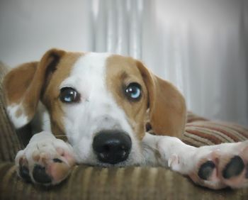 Close-up portrait of dog at home