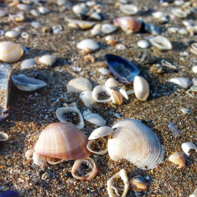 beach, sand, seashell, animal shell, shore, pebble, stone - object, nature, sea life, shell, animal themes, close-up, sea, high angle view, wildlife, animals in the wild, sunlight, day, focus on foreground, outdoors