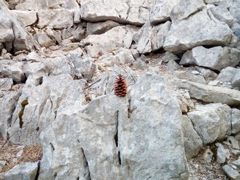 Close-up of insect on rock