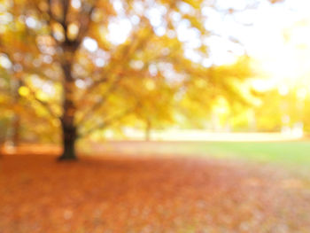 Close-up of trees on field