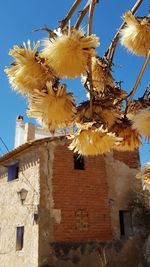 Low angle view of flowering plant against building