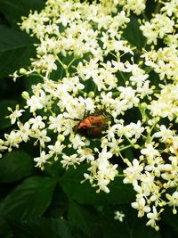 Close-up of insect on white flowering plant