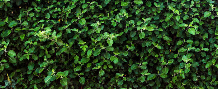 Full frame shot of ivy growing on field