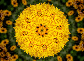 Kaleidoscope image of yellow chrysanthemum flower