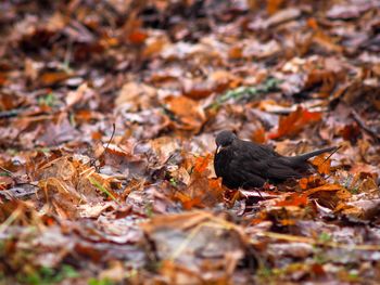 Close-up of birds on autumn leaves