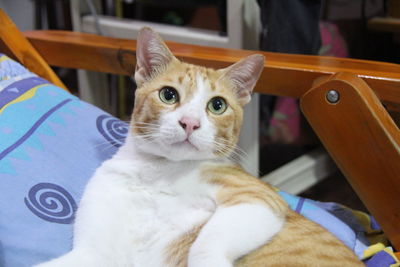 Close-up portrait of a cat