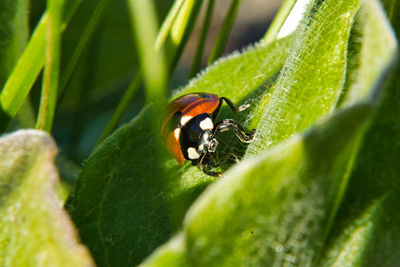 Close-up of ladybug on leaf