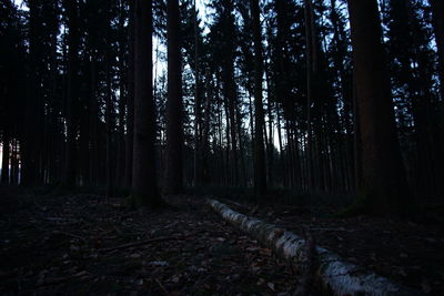 Trees in forest