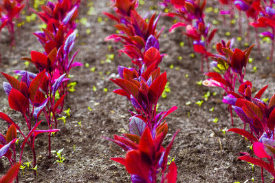 Close-up of red flowering plant on field
