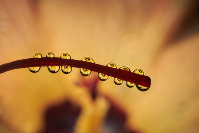 Close-up of water drops on plant