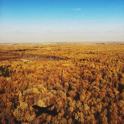 Aerial view of autumn trees on landscape against sky