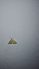 Close-up of insect on water