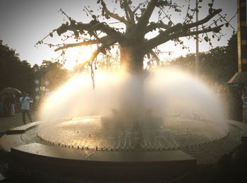 tree