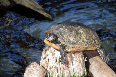 Turtle in a pond. 