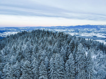 Scenic view of forest against sky during winter