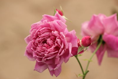 Close-up of pink rose flower