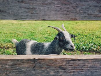 Goat on field