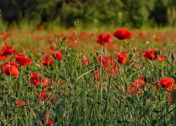 Close-up of red poppy flowers in field