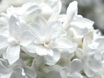 Close-up of white flowers