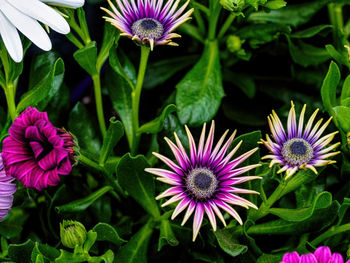 Close-up of purple flowers