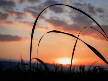 Close-up of silhouette plants on field against sky during sunset